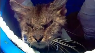 Before and After Lime Dip Treatment Cat Rescued With Sarcoptic Mange [upl. by Almond]