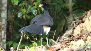 Black Curassow  Crax alector  Mutumporanga [upl. by Kelsy]