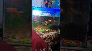 Fish aquarium fish petshubfish shorts [upl. by Agueda]