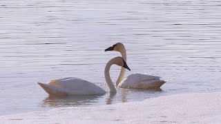 Every year thousands of trumpeter swans flock to McClintock Bay Yukon [upl. by Latsyek]