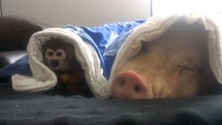 Amazing Pig and Monkey [upl. by Kieran]