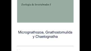 Micrognathozoa Gnathostomulida y Chaetognatha [upl. by Neehsar362]