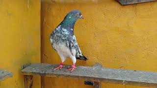 Kamagar Breeder Male Bachay urata he ll Adnan Malik Pigeons ll [upl. by Player]