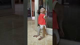 smartmonkey babymonkey monkey shortsyoutube [upl. by Alletneuq]