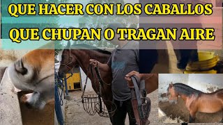 QUE HACER CON LOS CABALLOS QUE CHUPAN O TRAGAN AIRE AEROFAGIA EN EQUINOS [upl. by Yelats]