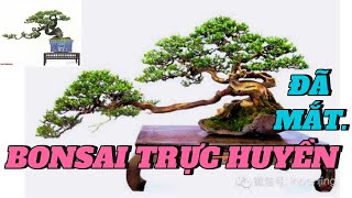 CHIÊM NGƯỠNG NHỮNG TÁC PHẨM BONSAI TRỰC HUYỀN [upl. by Nanda]