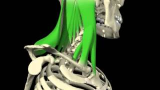 Contralateral rotation of the head and cervical spine from 3D Anatomy for Manual Therapies [upl. by Stiruc954]