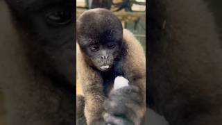 Funny wolly monkey cute bandar viral shortShortsytshorts monkeyfunny [upl. by Hitchcock]