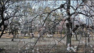 井の頭公園～三鷹～武蔵境～東小金井～小金井公園の梅園チェック [upl. by Ahsercul]