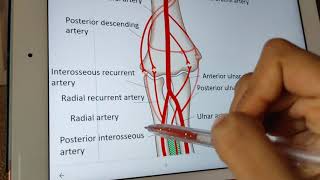 profunda brachii artery 👾clinical [upl. by Ordep]