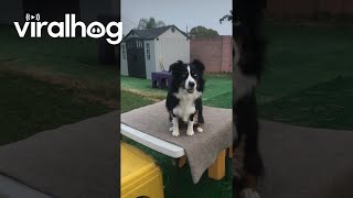 Australian Shepherd Is Meerkat Impressionist  ViralHog [upl. by Mastat135]