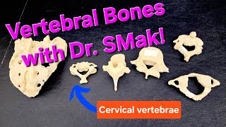 Vertebral bones with Dr SMak [upl. by Ailgna757]