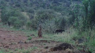 Rare black spotted leopard [upl. by Tanney608]