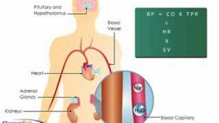 Aldosterone Action on the Kidney [upl. by Cunningham805]