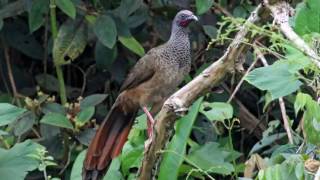 Chachalaca Colombiana Cantando Sonido para Llamar El Mejor [upl. by Ofloda]