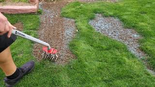 Reseeding Some Bare Spots  DIY Lawn Guy [upl. by Bentley717]