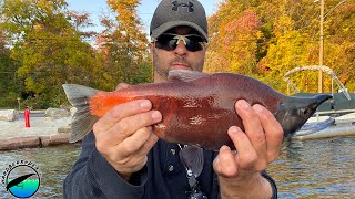 Smoked Kokanee Salmon Using A Wet Brine  Simple Easy Delicious [upl. by Elburr11]