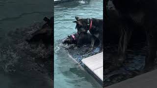 Water dogs giantschnauzer dogbreeds funny [upl. by Adnesor]