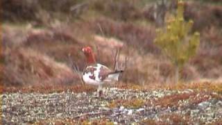 DALRIPA Willow Ptarmigan Lagopus lagopus Klipp  89 [upl. by Ulland]