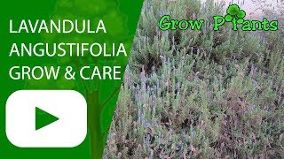 Lavandula angustifolia  grow amp care Lavender plant [upl. by Olette]