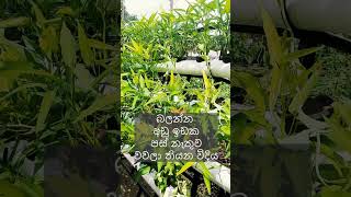 urban home garden srilanka new technology new inovation hydroponics without soil nature [upl. by Stiruc]