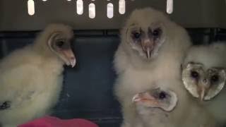 The Ghostly Noises of Baby Barn Owls [upl. by Nairadas]