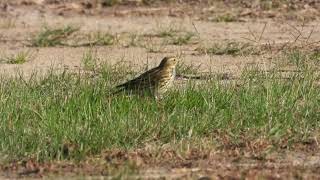 Redthroated Pipit Pispola golarossa Anthus cervinus first winter [upl. by Richie]