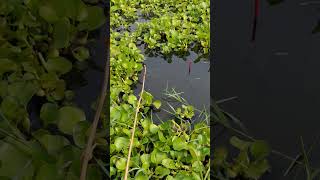 The best way to hook fishing in pond Part1032 shorts [upl. by Pheni]