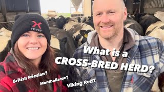 WHAT IS A CROSSBRED HERD The different COW BREEDS at Moat Grange Farm and why we have them [upl. by Dronski675]