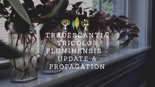 Tradescantia Tricolor Fluminensis  Update amp Propagation [upl. by Amitaf906]