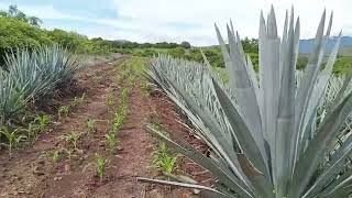 caida del precio del agave y viendo el frijol y la milpa [upl. by Hbaruas]