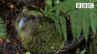 The cute and clumsy flightless parrot  Natural World Natures Misfits  BBC [upl. by Enialem]