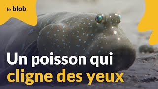 En clignant des yeux cet étrange poisson nous révèle les secrets de la vie hors de l’eau  Actu [upl. by Nairam]