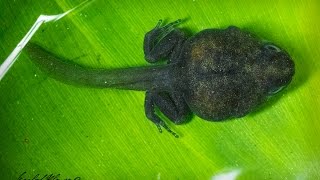 Oophaga Histrionica Tadpole [upl. by Ayota]