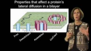 Jennifer LippincottSchwartz NIH Part 2 Photobleaching and Photoactivation [upl. by Naarah632]