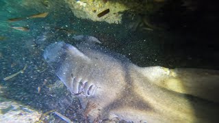 西澳潛水抓龍蝦 Yanchep Lagoon Crayfish Diving [upl. by Nuris218]