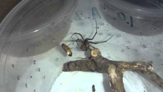 Latrodectus geometricus feeding Brown Widow [upl. by Janetta]