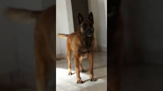 5 Pastor belga malinois Isis ativando o modo monstro quando alguém se aproxima do portão de casa [upl. by Vaenfila]