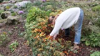 Astilbe lifting and splitting in autumn  Burncoose Nurseries [upl. by Etnahsa488]