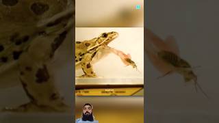 How Frogs Swallow With Their Eyes😱shortvideo viralshort trending [upl. by East]