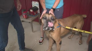 Clear the Shelters Inside look at Multiple Breed Rescue in Grafton [upl. by Atsirc]