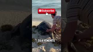 ¡Rescate Increíble Un Chico Salva a una Tortuga en la Playa 🐢 [upl. by Bolte31]