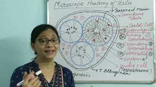 Microscopic Anatomy of Testis  English [upl. by Nosnaj]