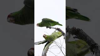 A Pair of Parrots Redcrowned Amazons shorts parrot [upl. by Yelram]