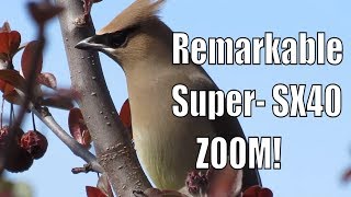 Canon Powershot SX40 HS Cedar Waxwing SuperZoom Test canon [upl. by Anrim]