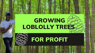 Growing Loblolly Pine Trees For Profit [upl. by Knowland744]