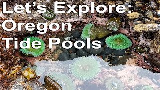 Lets Explore Oregon Tide Pools [upl. by Zile]