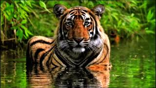 WILD ANIMALS VIDEOS [upl. by Lehteb]