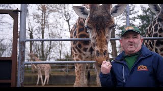 Pure Cork  Come and take the Behind the Scenes Tour at Fota Wildlife Park [upl. by Belle507]