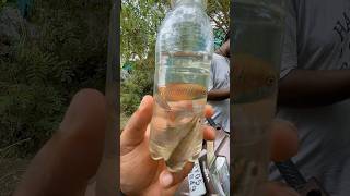 Catching Dwarf gourami in lake 😳  sema gourami 🔥  color fish catching lake [upl. by Nnoj]